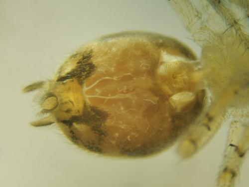 Oecobius maculatus