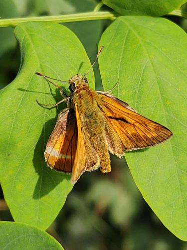 Ochlodes sylvanus