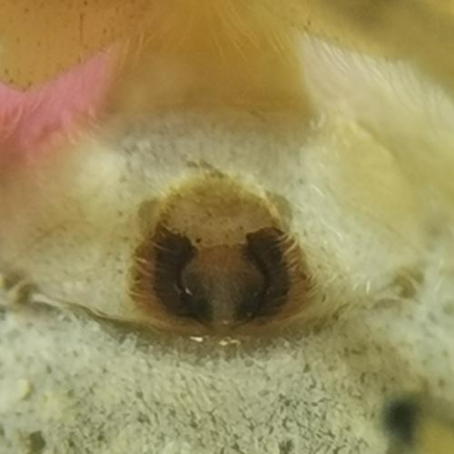 Philodromus longipalpis