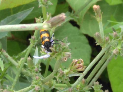 Réf. 285 835 : Mylabris variabilis