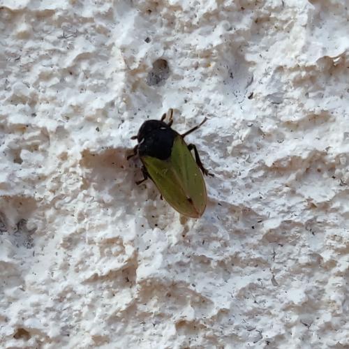 Tettigometra laeta