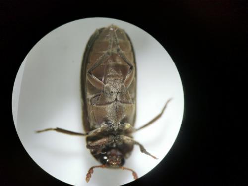 Dermestes sp.