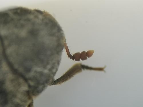 Réf. 285 881 : Dermestes sp.