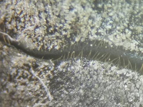 Réf. 285 882 : Dermestes sp.