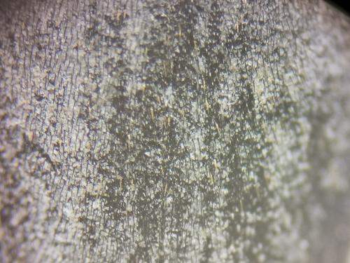 Dermestes sp.