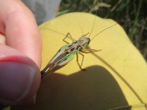 Réf. 285 186 : Platycleis affinis affinis