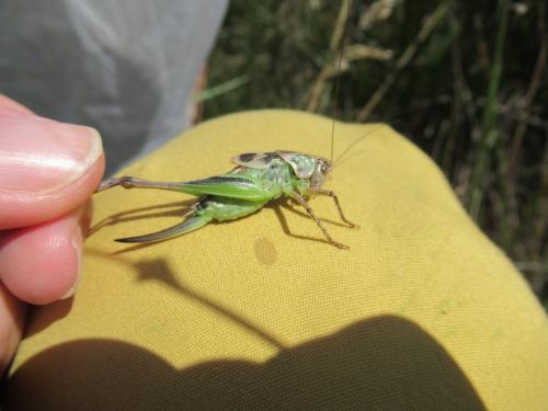 Réf. 285 185 : Platycleis affinis affinis