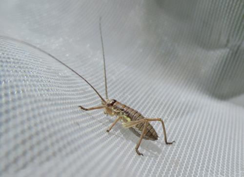 Bradyporinae