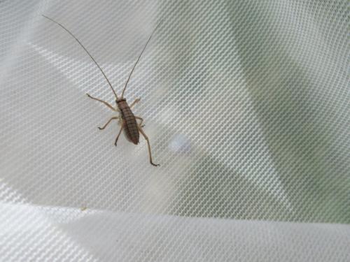 Bradyporinae