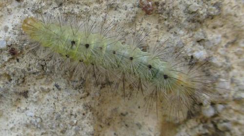 Diaphora mendica