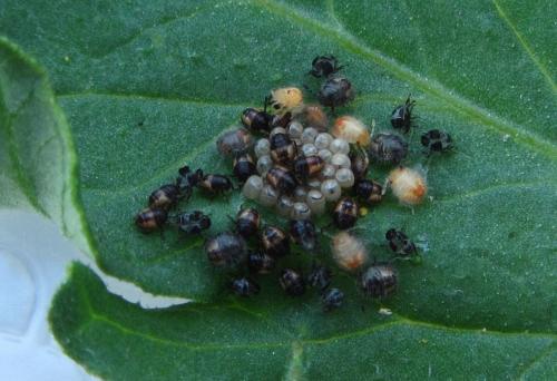 Dolycoris baccarum