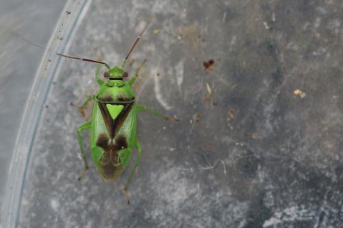 Réf. 285 407 : Orthops campestris