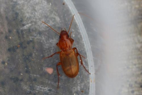 Platyderus sp.