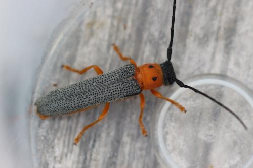 Réf. 285 390 : Oberea oculata