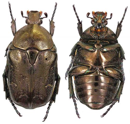 Potosia hieroglyphica hieroglyphica