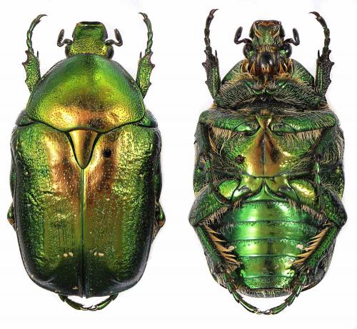 Réf. 285 153 : Potosia haiastanica