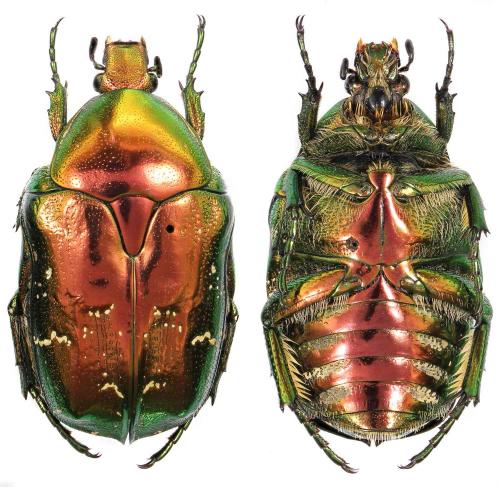 Réf. 285 107 : Potosia cuprea