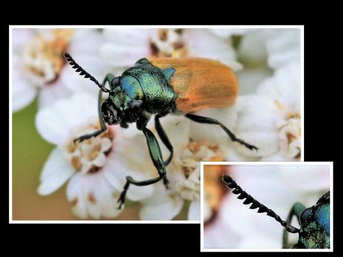 Réf. 285 053 : Labidostomis sp.
