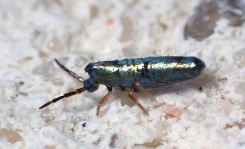Réf. 285 536 : Lepidocyrtus paradoxus