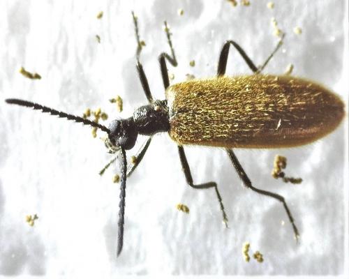 Lagria sp.