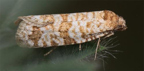 Isotrias stramentana