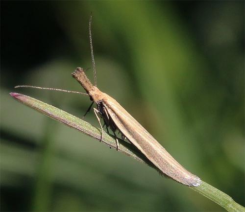 Réf. 285 813 : Pleurota sp.
