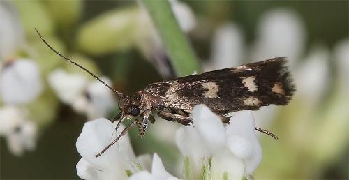 Réf. 285 817 : Scythris scopolella