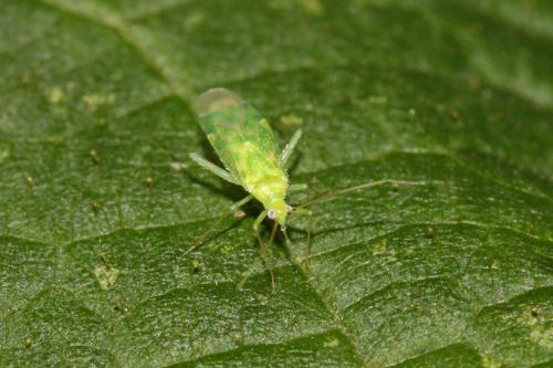 Malacocoris chlorizans