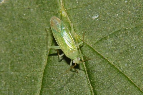 Réf. 285 598 : Orthotylinae inconnu