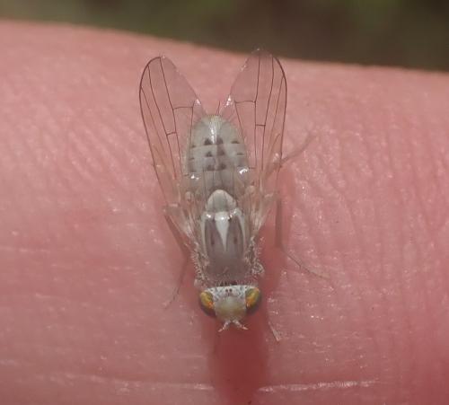 Réf. 285 780 : Terellia longicauda