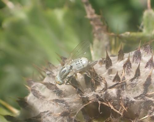 Réf. 285 779 : Terellia longicauda