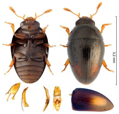 Réf. 285 940 : Olibrus bicolor