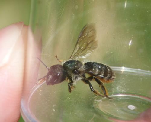Osmia brevicornis