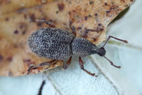 Otiorhynchus impressiventris
