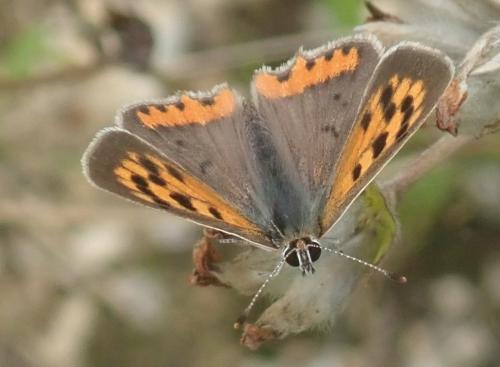 Lycaena phlaeas