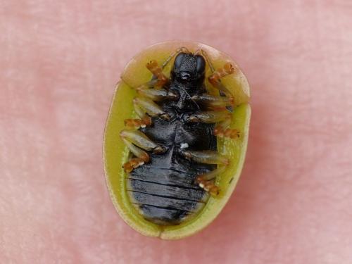 Réf. 285 892 : Cassida sp.