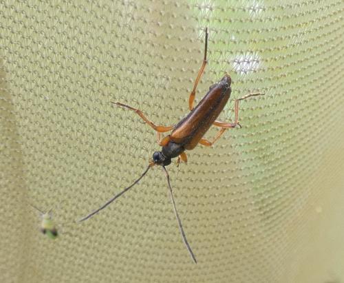 Réf. 285 028 : Alosterna tabacicolor