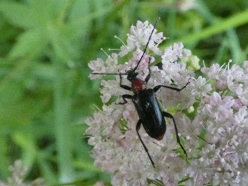 Dinoptera collaris