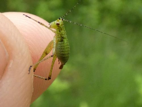 Phaneroptera sp.