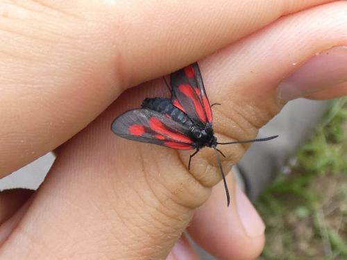 Réf. 285 650 : Zygaena romeo