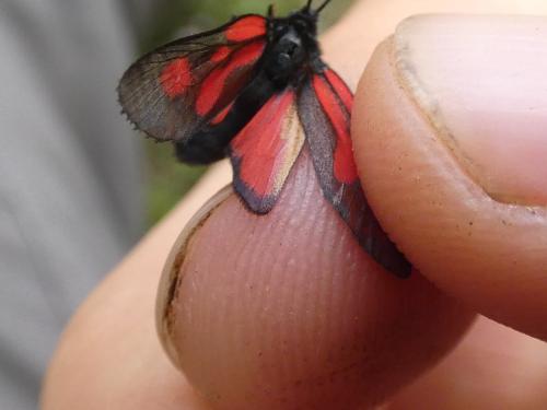 Zygaena romeo