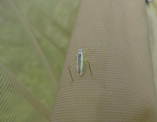 Réf. 285 670 : Notostira sp.