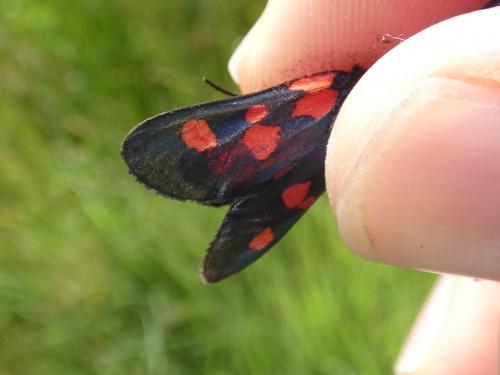 Zygaena trifolii