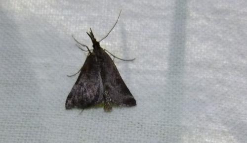 Synaphe punctalis