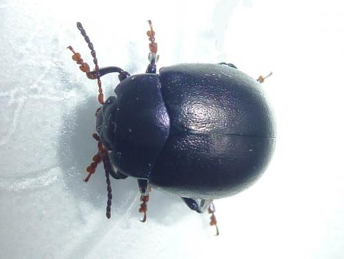 Réf. 285 313 : Chrysolina sturmi