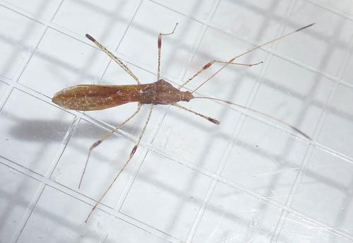 Réf. 285 922 : Metatropis rufescens