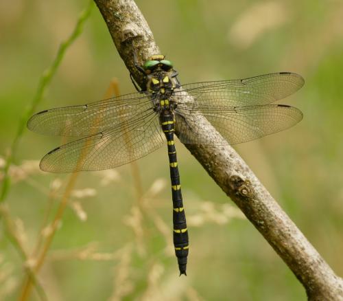 Réf. 285 399 : Cordulegaster bidentata