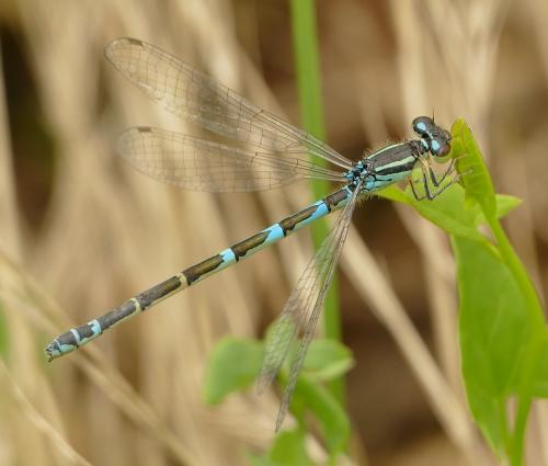 Réf. 285 978 : Coenagrion scitulum
