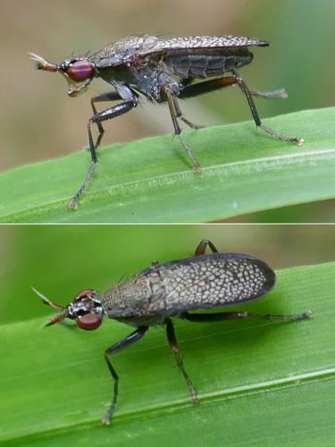 Réf. 285 227 : Coremacera marginata