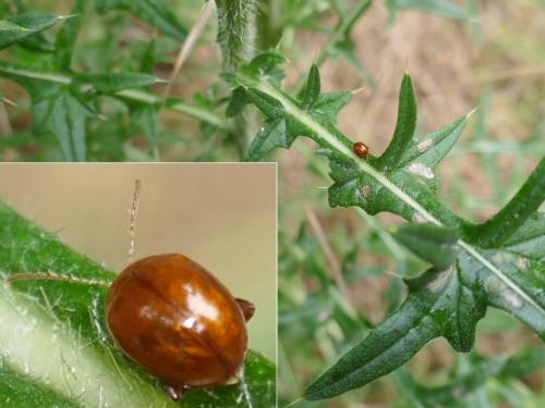 Réf. 285 154 : Sphaeroderma sp.